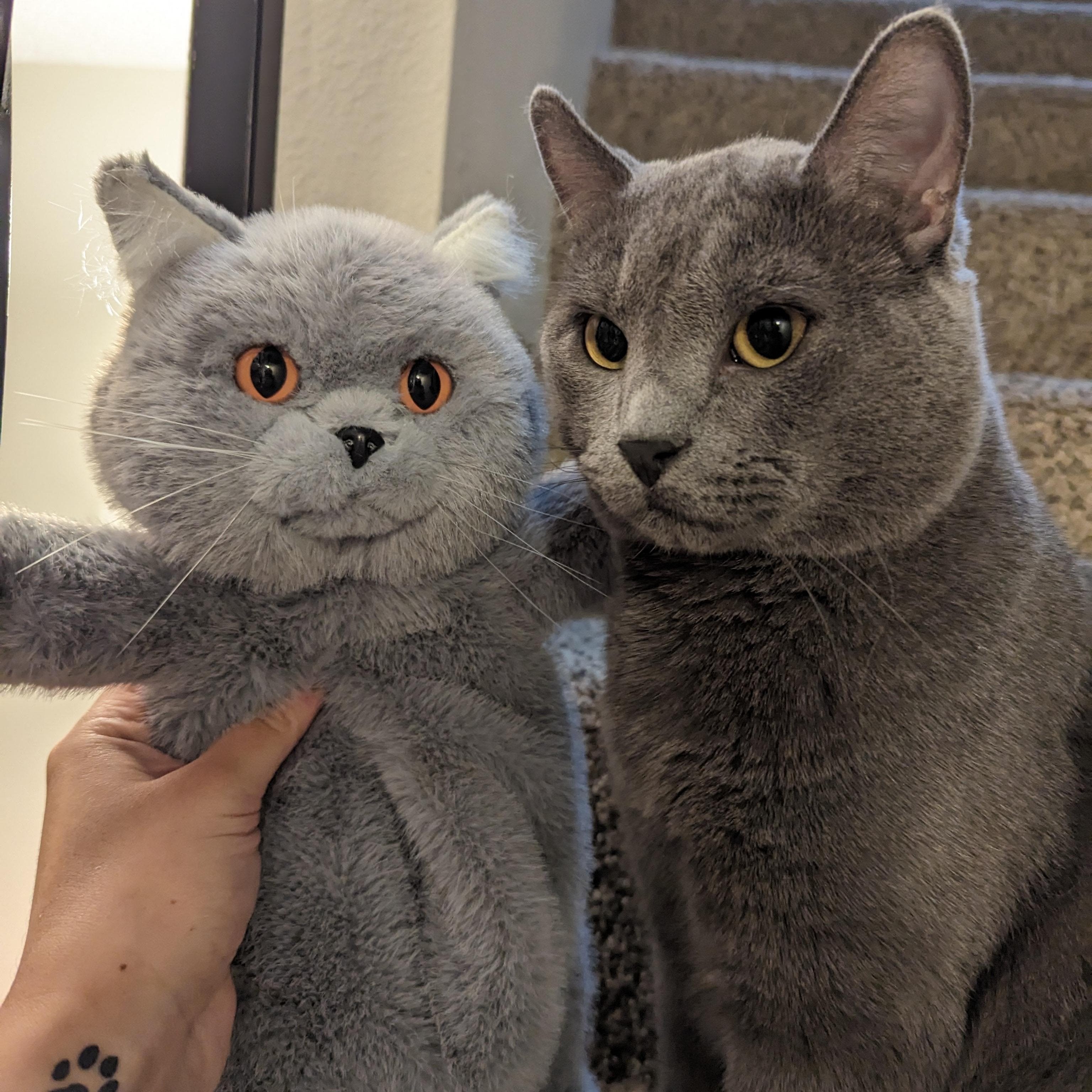 Russian Blue Cat Backpack – Cat Lover’s Daily Bag