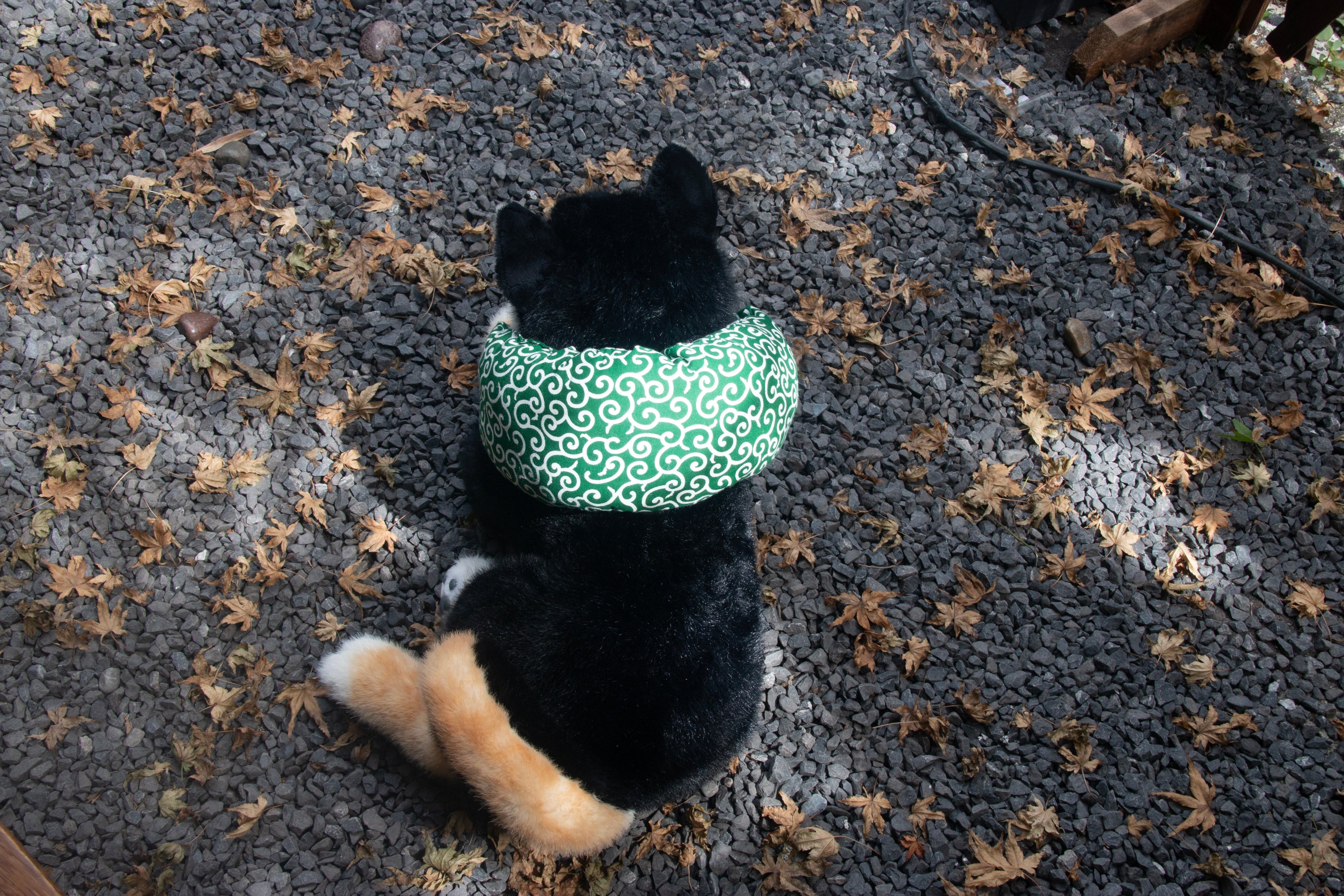 Black Shiba Inu Dog